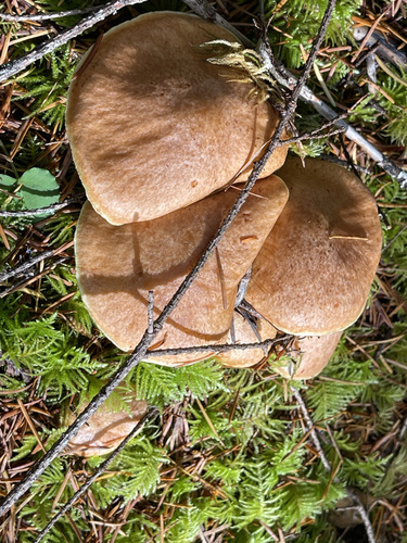 Greenwater Lakes Trail