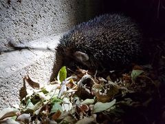 Paraechinus aethiopicus