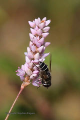 Eristalis saxorum