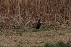 Phasianus versicolor