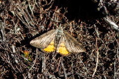 Paranotoreas brephosata