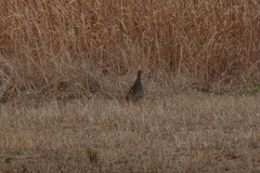 Phasianus versicolor