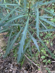 Pseudopanax crassifolius × lessonii