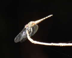 Trithemis festiva