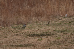 Phasianus versicolor