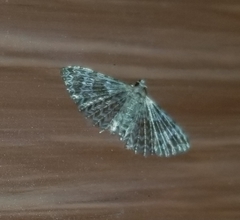 Alucita montana