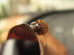 Pterocyclos jousseaumei