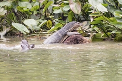 Lutrogale perspicillata