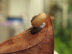 Pterocyclos jousseaumei