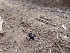 Moneilema semipunctatum