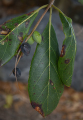 Terminalia muelleri