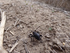 Moneilema semipunctatum