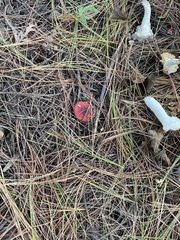 Russula cessans