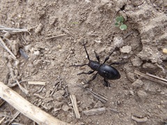 Moneilema semipunctatum