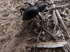 Moneilema semipunctatum