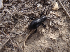 Moneilema semipunctatum