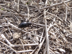 Moneilema semipunctatum