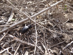 Moneilema semipunctatum