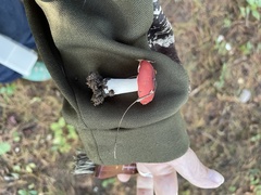 Russula cessans