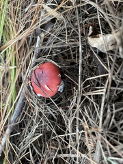 Russula cessans