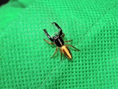 Trite planiceps