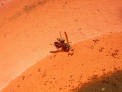 Polistes humilis humilis