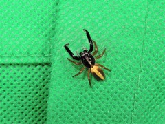 Trite planiceps
