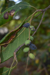 Terminalia muelleri