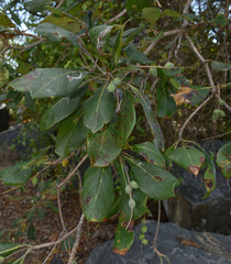 Terminalia muelleri