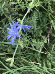 Cichorium intybus
