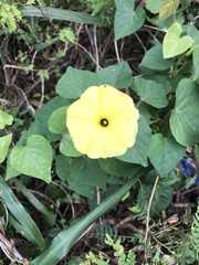 Ipomoea obscura image