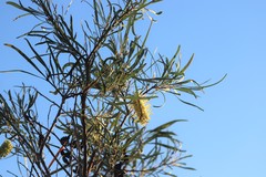 Hakea macrocarpa