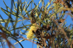 Hakea macrocarpa