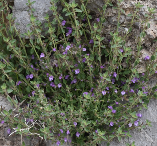 Hedeoma nana ssp. nana