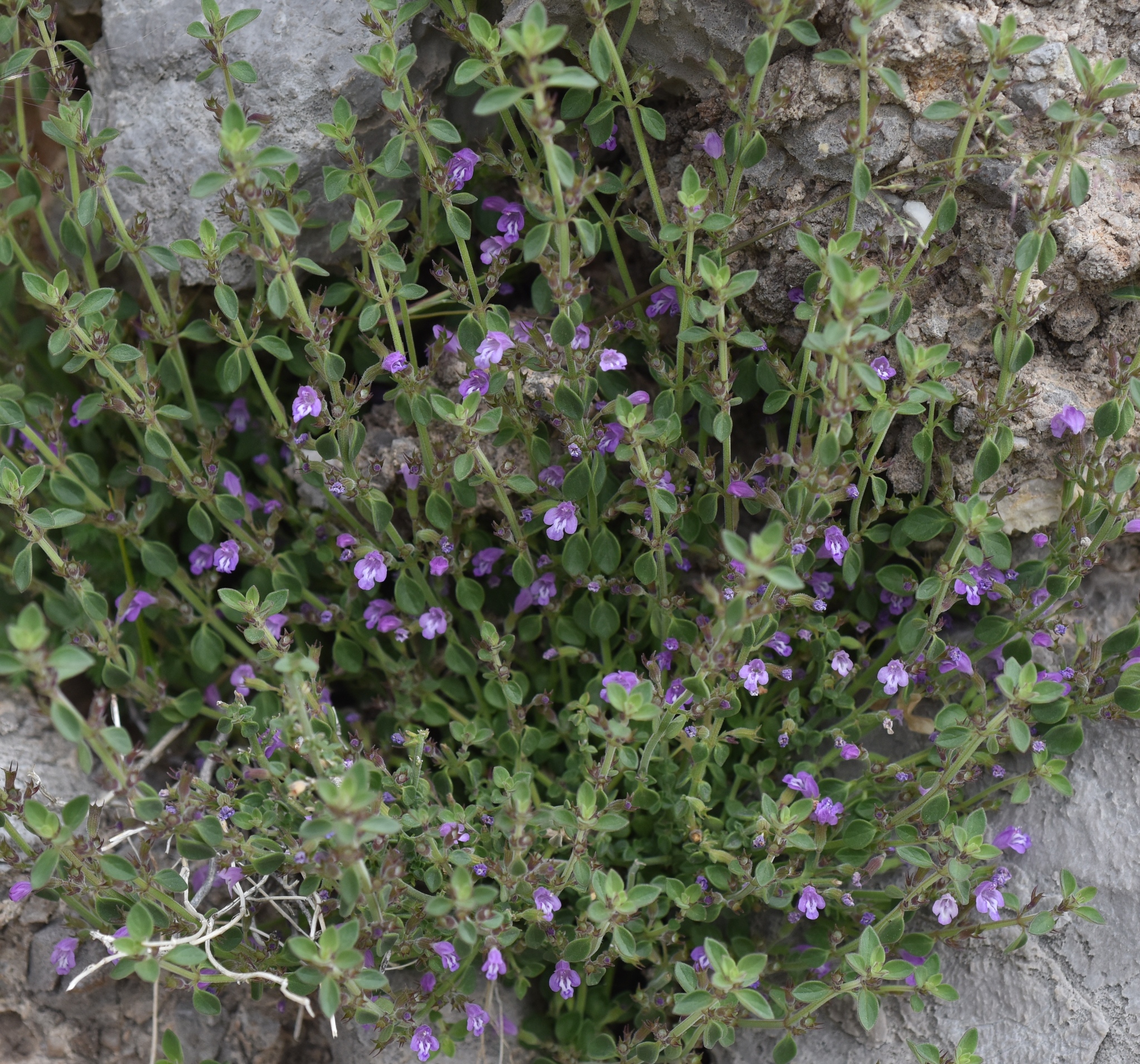 Hedeoma nana ssp. nana