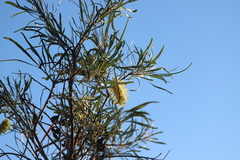 Hakea macrocarpa