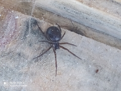 Steatoda nobilis