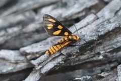 Amata trigonophora