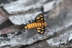 Amata trigonophora