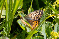 Boloria napaea