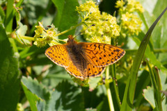Boloria napaea