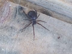 Steatoda nobilis