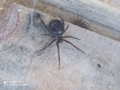 Steatoda nobilis