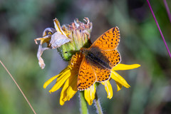 Boloria napaea