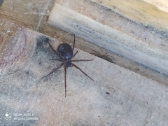 Steatoda nobilis
