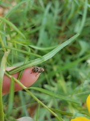 Euparius
