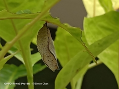 Doleschallia bisaltide