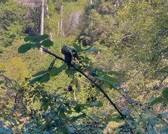 Neotamias ochrogenys