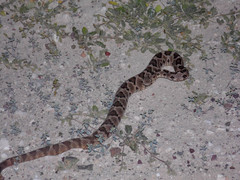 Crotalus enyo