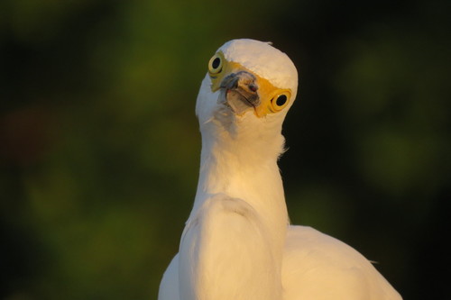 Snowy Egret, 424 150th Ave, Madeira Beach, FL 33708, USA, photo 8 of 10